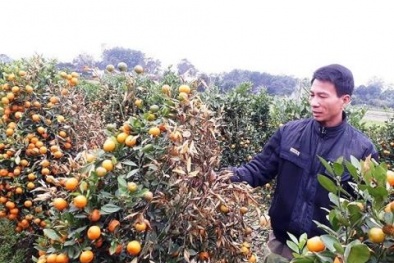 Khởi tố đối tượng hủy hoại 400 cây quất Tết ở Thanh Hóa