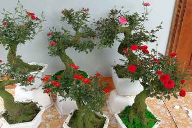 Hai loại cây bonsai độc lạ giá tiền triệu ‘hút’ khách dịp Tết Mậu Tuất 2018