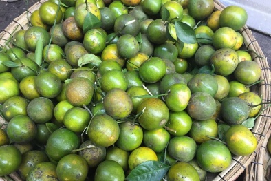 Nhìn giống chanh nhưng ngọt như đường, loại quả giá rẻ này gây ‘sốt’ thị trường Đà Nẵng