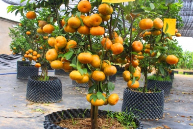 Phát sốt trăm chậu quýt hồng trĩu quả giá 8 triệu đồng/cây chơi Tết