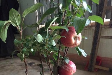 Táo bonsai Trung Quốc triệu đồng/cây Tết 2018: Người bán tiết lộ sự thật ‘sốc’