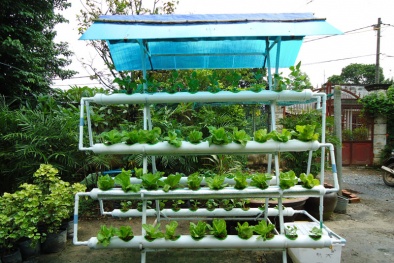 Tiết kiệm 30% chi phí, tăng năng suất gấp đôi nhờ “vườn thông minh”