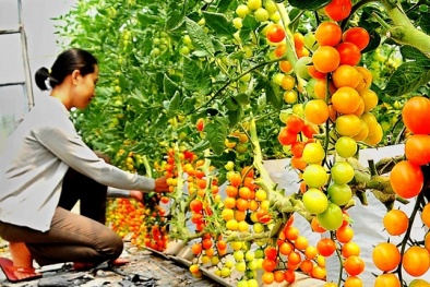 'Tuyên chiến' với thực phẩm không an toàn trong lĩnh vực nông nghiệp