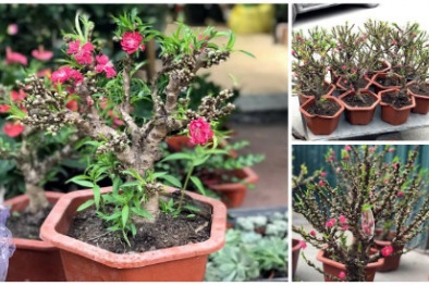 ‘Loạn’ giá đào Thất thốn, người dùng dễ mua nhầm đào Trung Quốc