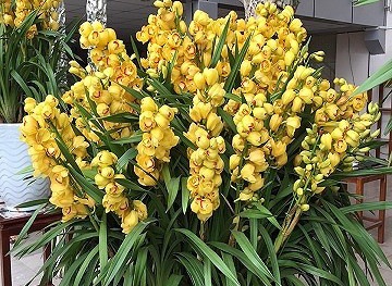 Chậu địa lan 'khủng' giá gần 700 triệu đồng ở Hà Nội đẹp ‘độc’ cỡ nào?