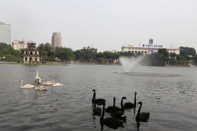 Người tặng thiên nga thả ở Hồ Gươm lên tiếng sau nhiều tranh cãi
