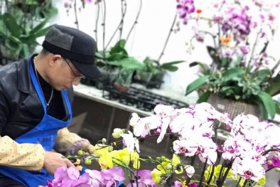 'Điểm mặt' những loại hoa chơi Tết có giá đắt đỏ trên thị trường