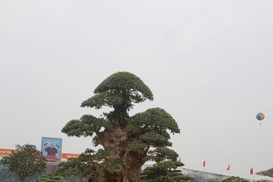 Cây duối cổ thụ nghìn tuổi giá 6 tỷ đồng được trải thảm đỏ ‘độc’ cỡ nào?