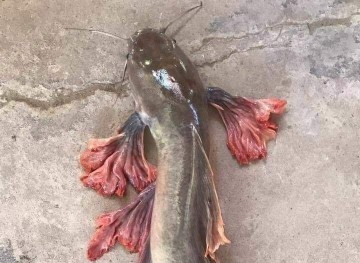 Xôn xao con cá trê có 'vẩy rồng' kỳ lạ rực rỡ sắc màu ở Tuyên Quang