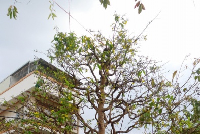 Sốc với 2 ‘cụ cháu’ mai giá hơn 300 triệu ‘độc nhất vô nhị’ ở Cần Thơ