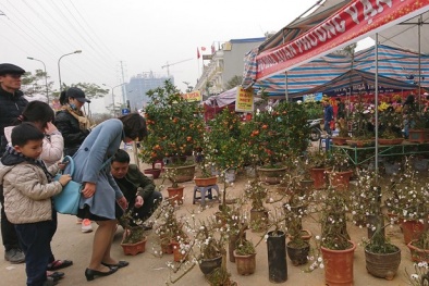 Những ngày cận Tết Nguyên đán: Thị trường hoa tươi và cây cảnh biến động thế nào?