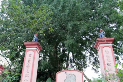 Nghệ An: Ngất ngây với siêu phẩm cây sanh thế 'mâm xôi con gà' trên đá hoa cương