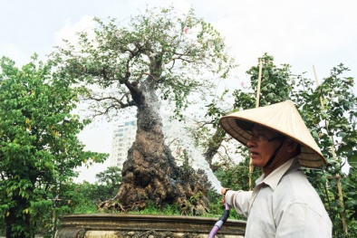 Số phận loạt cây cảnh rao bán tiền tỷ trước Tết giờ ra sao?
