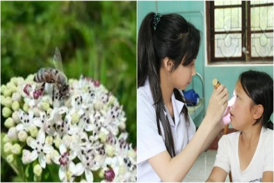Phấn hoa có thể gây bệnh khó chịu này trong mùa xuân