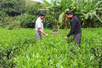 Phân biệt Tiêu chuẩn VietGap mới và Quy trình VietGap cũ