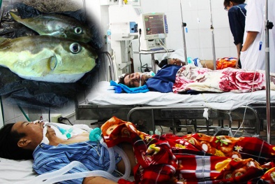 Ăn cá nóc: Coi chừng ‘mất mạng’ trong gang tấc