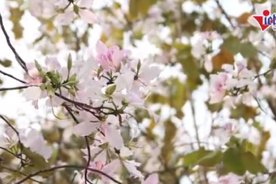 Ngất ngây hương rừng Tây Bắc giữa lòng thủ đô Hà Nội