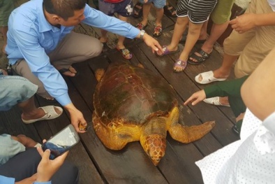 Hà Tĩnh: Rùa vàng quý hiếm nặng 80kg được ngư dân giao nộp