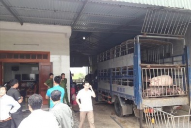 Bắt giữ hàng chục con lợn chưa qua kiểm dịch đang trên đường tiêu thụ