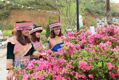 Hàng trăm loài hoa đỗ quyên cùng hội tụ tại Fansipan tháng 4 này