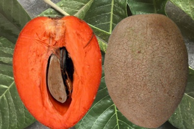 Hồng xiêm ruột đỏ 'khổng lồ' 2kg/quả, giá gần triệu đồng/cây giống có gì đặc biệt?