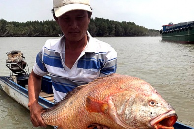 Vũng Tàu: Ngư dân bắt được cá lạ hơn một mét, nặng 9kg nghi sủ vàng tiền tỷ