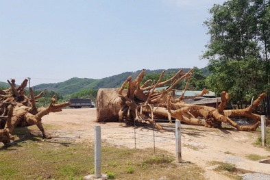 Sự thật nguồn gốc cây ‘quái thú’ vận chuyển qua nhiều tỉnh thành trên quốc lộ 1A
