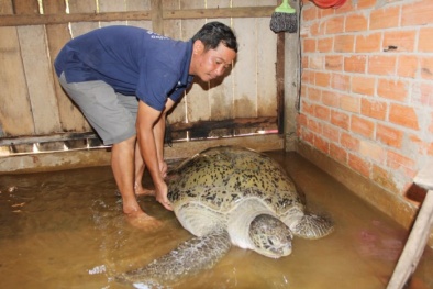 Bến Tre: Bắt được rùa biển 'khủng' 200 kg, thương lái 'xuống tiền' trả 150 triệu không bán