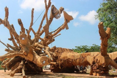 Lộ diện chủ nhân trẻ tuổi của 2 cây 'quái thú'