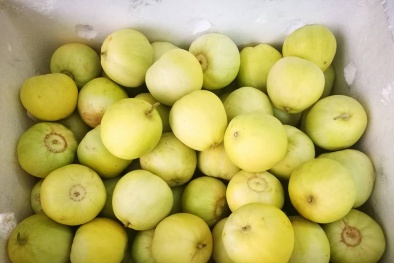 Dưa lê đầu mùa 'made in Ninh Thuận' hút người tiêu dùng thủ đô