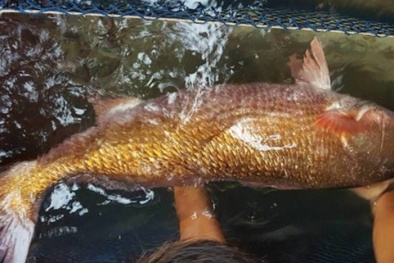Bến Tre: Ngư dân bắt được cá nghi sủ vàng nặng 26kg, đại gia xuống tiền ngay 1 tỷ đồng