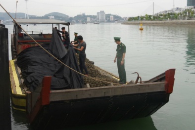 Quảng Ninh: Tiêu hủy 5 tấn hàu giống nhập lậu từ Trung Quốc