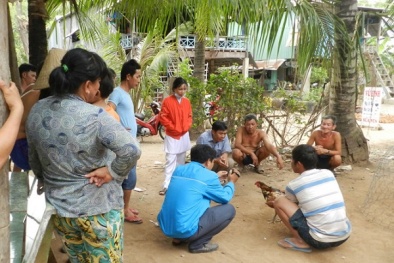 Con gà lưỡng tính 'có một không hai', trả giá bao nhiêu cũng không bán Con gà lưỡng tính 'có một không hai', trả giá bao nhiêu cũng không bán
