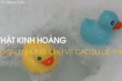 Sự thật kinh hoàng ẩn chứa bên trong những chú vịt cao su dễ thương