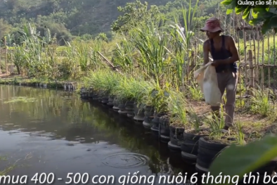Nông dân Quảng Ngãi dùng lốp xe đắp bờ ao nuôi cá