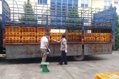 Cao Bằng: Tiêu hủy 1,1 tấn gà lậu có nguồn gốc Trung Quốc