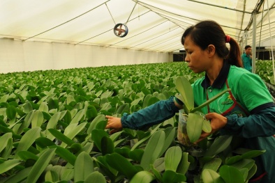 Phát triển nông nghiệp công nghệ cao: Tăng cường liên kết '5 nhà'