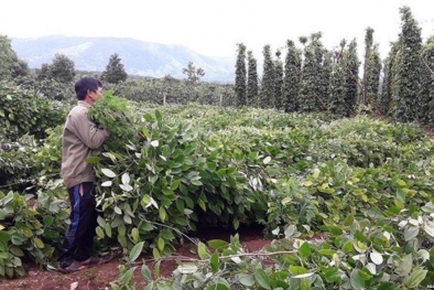 ‘Thương lái Trung Quốc đổ xô thu mua rễ hồ tiêu là chuyện bình thường’