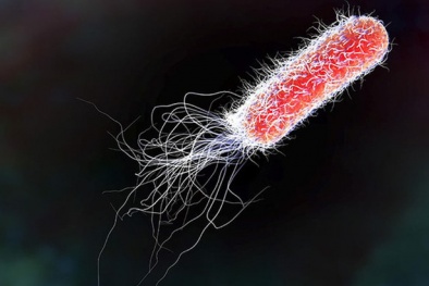 Khuẩn E. coli đang rình rập, cần làm ngay những điều sau để tránh 'mất mạng'