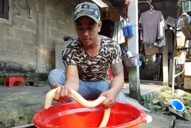 Huế: Đổ xô đi xem con lươn lạ 'bạch tạng' màu trắng dài hơn nửa mét, nặng gần 1kg