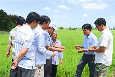 Hiệu quả mô hình tự liên kết tiêu thụ lúa gạo theo VietGAP