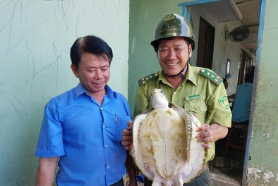 Bến Tre: Giăng lưới ngoài biển, ngư dân bắt được rùa quý hiếm nặng 7,5 kg