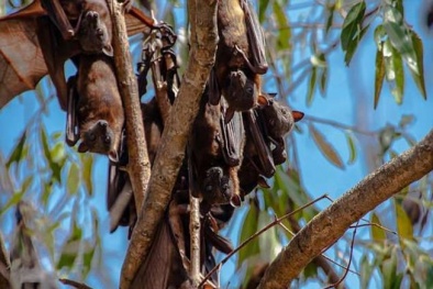 10 người chết nghi nhiễm virut Nipah từ Dơi ăn trái cây