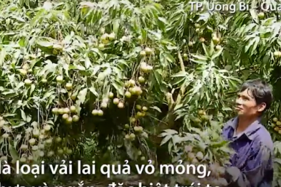 Nông dân Quảng Ninh tất bật thu hoạch vải lai chín sớm