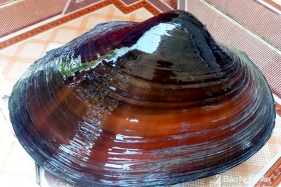 Nghệ An: Lội ao bắt cá, bất ngờ bắt được ‘cụ trai’ nặng 1,5 kg