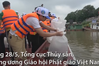 Phóng sinh 17.000 cá giống trên sông Hồng