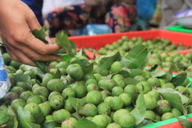 Mẹo chọn và bảo quản sấu quanh năm không phải ai cũng biết