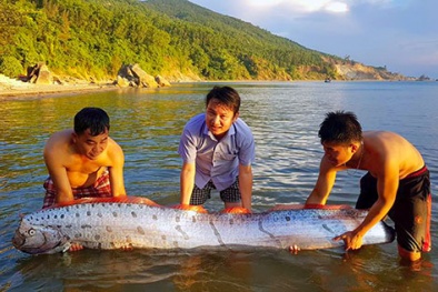 Hà Tĩnh: Cá hố rồng ‘khủng’ dài hơn 3m dạt vào bờ biển