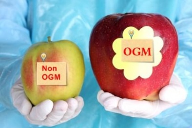 Thực phẩm biến đổi gen GMO - Hiểu thế nào cho đúng?
