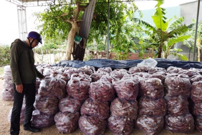 Lại đến lượt khoai lang rớt giá, chính quyền kêu gọi 'giải cứu'